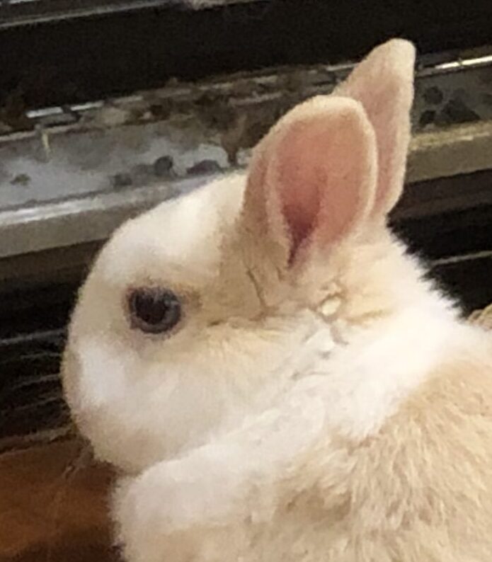 こころみたすペット思い出セレモニーにて葬儀したペットちゃん | らびくん