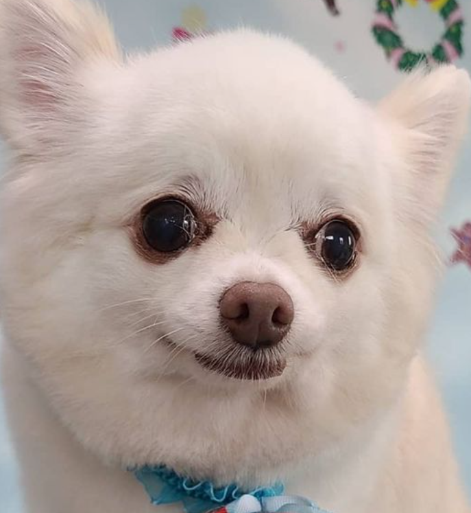 こころみたすペット思い出セレモニーにて葬儀したペットちゃん | まことくん
