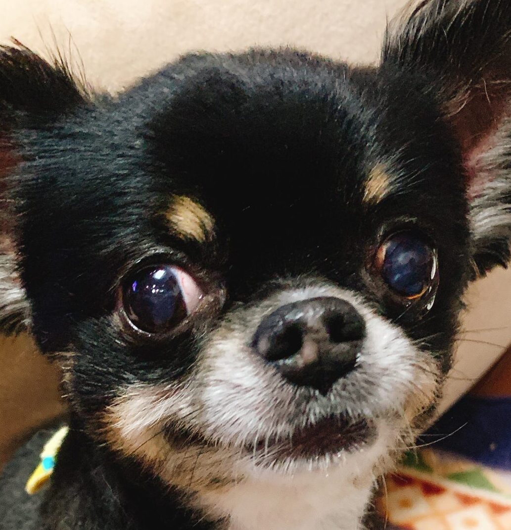 こころみたすペット思い出セレモニーにて葬儀したペットちゃん | ロロくん