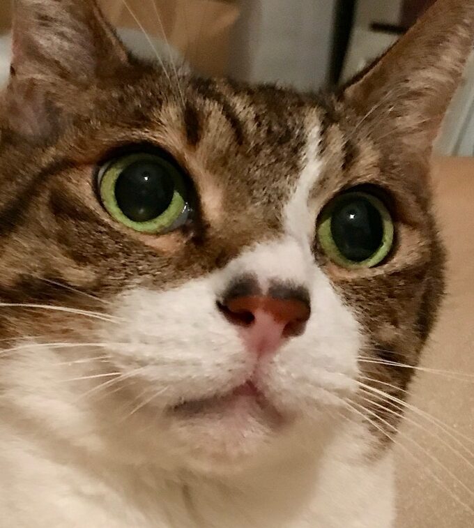 こころみたすペット思い出セレモニーにて葬儀したペットちゃん | 茶丸くん