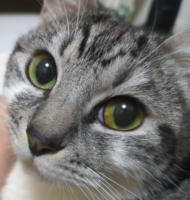 こころみたすペット思い出セレモニーにて葬儀したペットちゃん | アルソックくん