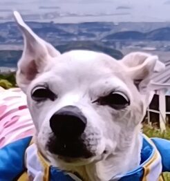 こころみたすペット思い出セレモニーにて葬儀したペットちゃん | 大ちゃん