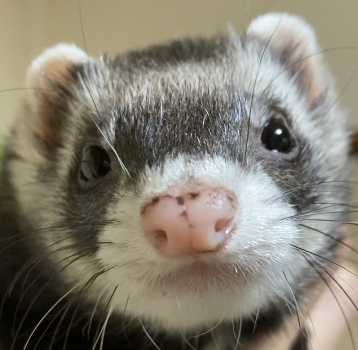 こころみたすペット思い出セレモニーにて葬儀したペットちゃん | ぴのちゃん