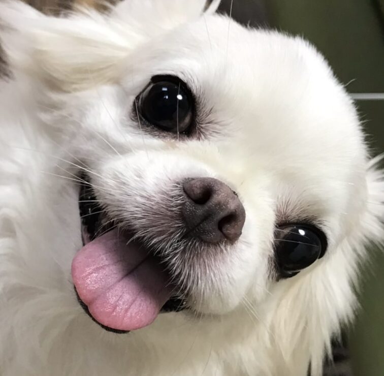 シータちゃん | こころみたす ペット思い出セレモニー