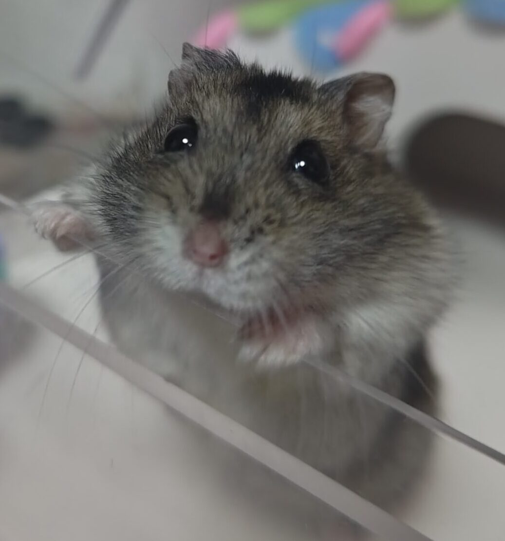 こころみたすペット思い出セレモニーにて葬儀したペットちゃん | 海くん
