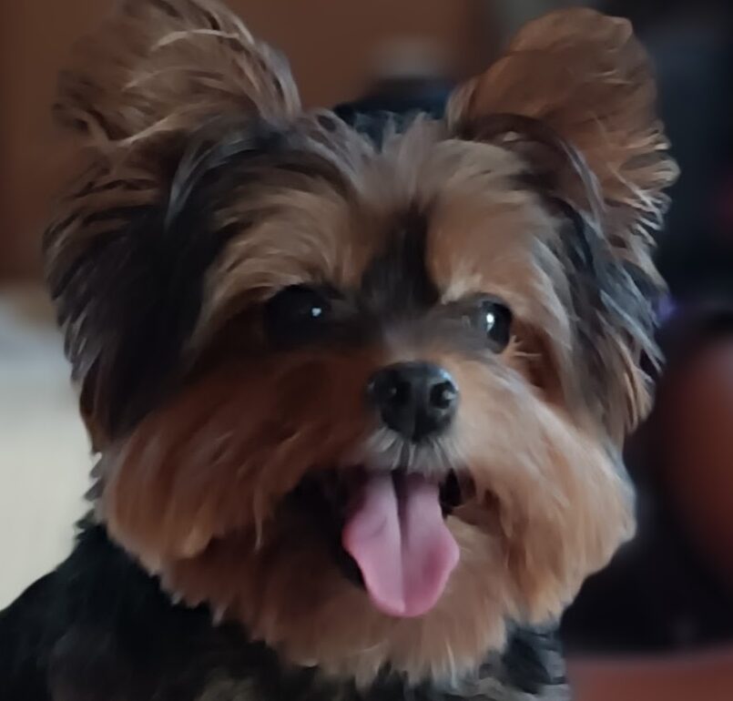 こころみたすペット思い出セレモニーにて葬儀したペットちゃん | くるみちゃん