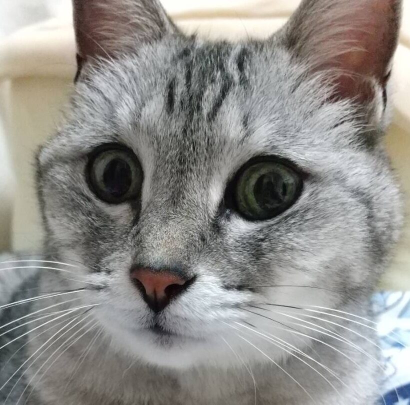 こころみたすペット思い出セレモニーにて葬儀したペットちゃん | 来夢音ちゃん