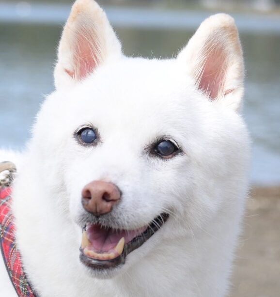 こころみたすペット思い出セレモニーにて葬儀したペットちゃん | こなつちゃん