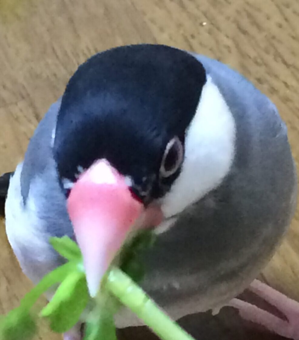 こころみたすペット思い出セレモニーにて葬儀したペットちゃん | ゆきちゃん