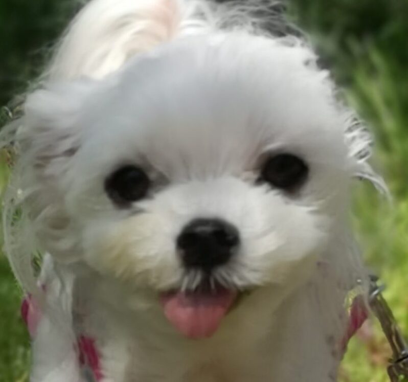 こころみたすペット思い出セレモニーにて葬儀したペットちゃん | モコくん