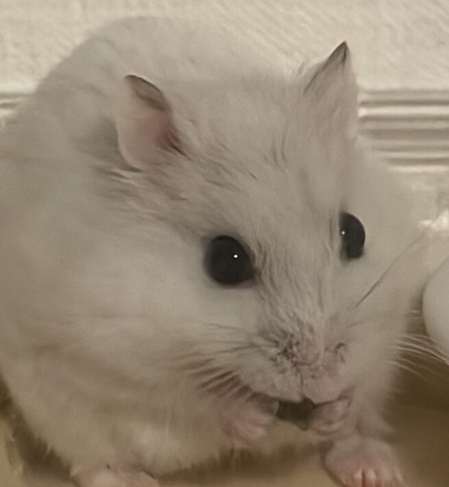 こころみたすペット思い出セレモニーにて葬儀したペットちゃん | ぱるくん