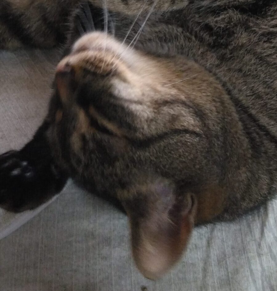 こころみたすペット思い出セレモニーにて葬儀したペットちゃん | ジャムくん