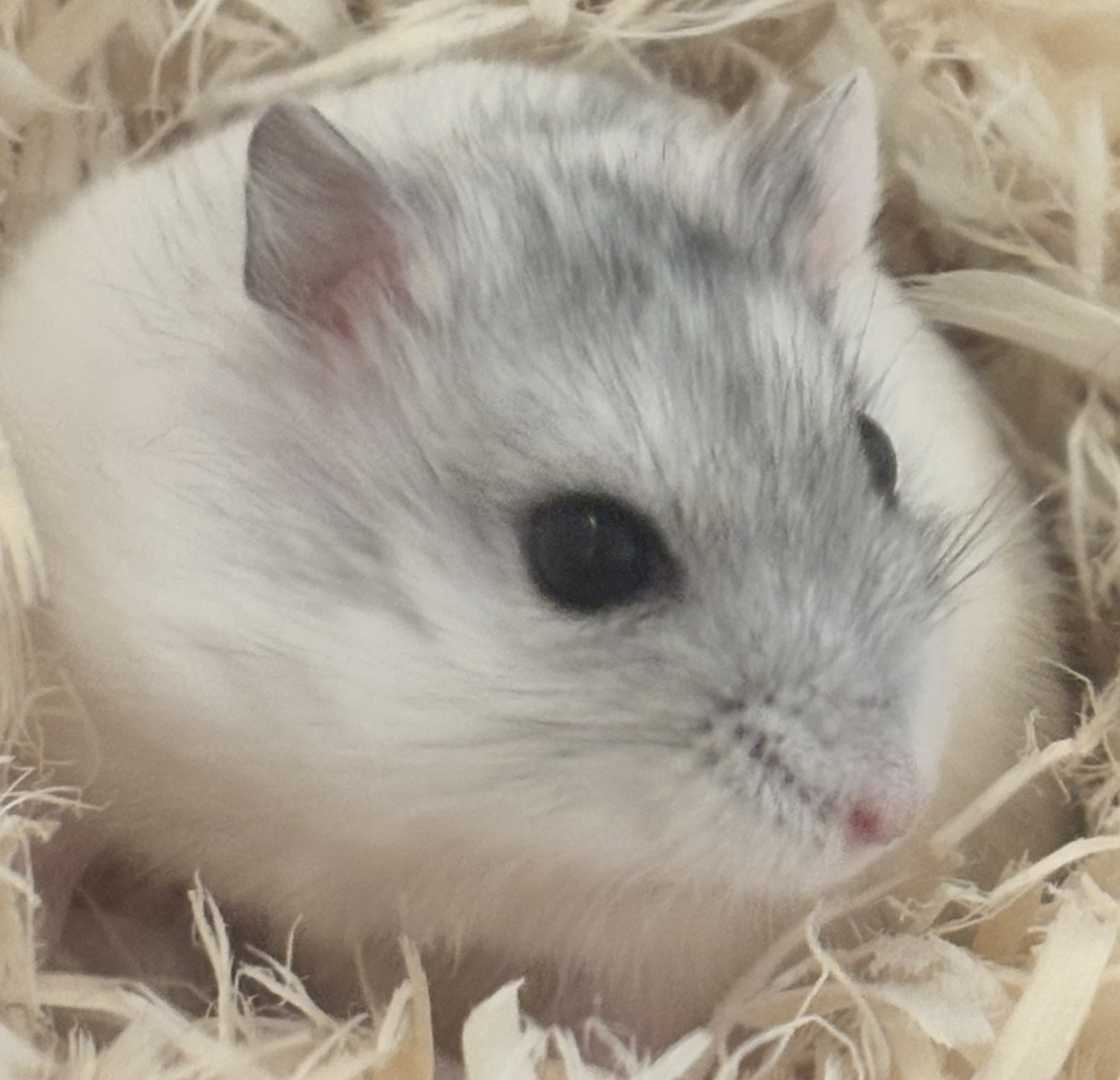こころみたすペット思い出セレモニーにて葬儀したペットちゃん | オトくん