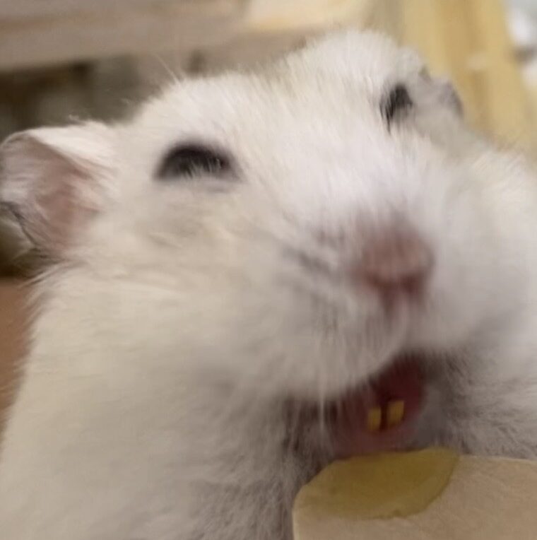 こころみたすペット思い出セレモニーにて葬儀したペットちゃん | ぷりみちゃん