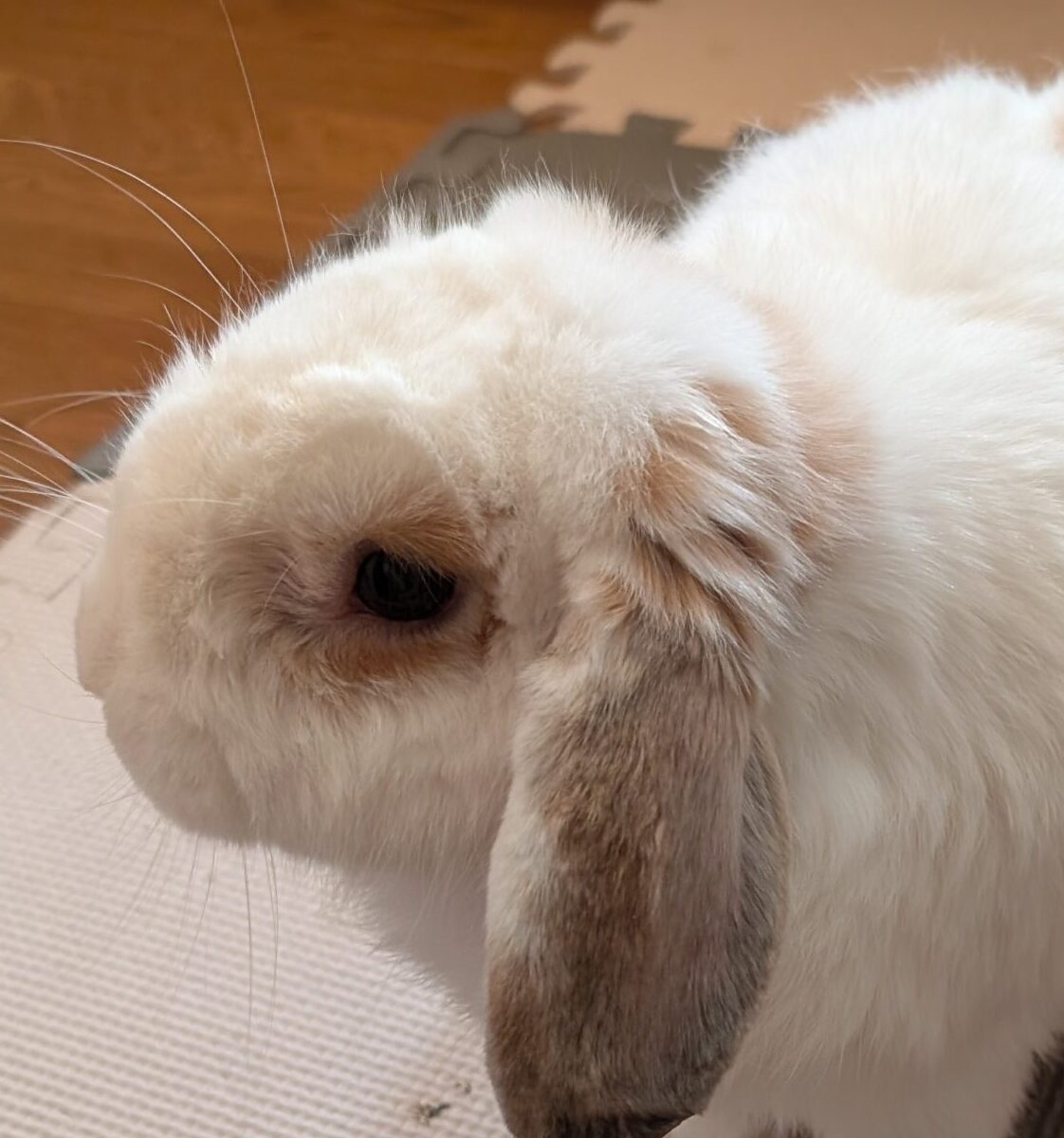 こころみたすペット思い出セレモニーにて葬儀したペットちゃん | まめきちくん