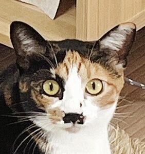 心鞠ちゃん | こころみたす ペット思い出セレモニー