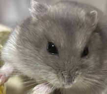 こころみたすペット思い出セレモニーにて葬儀したペットちゃん | ゆずくん