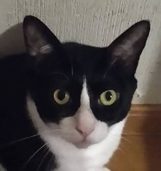 こころみたすペット思い出セレモニーにて葬儀したペットちゃん | ウルフくん