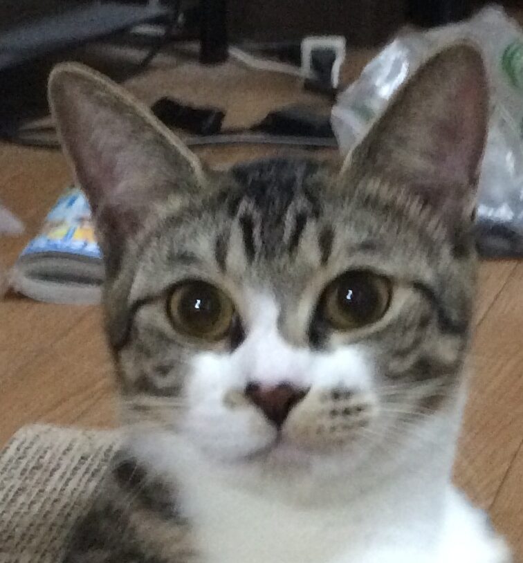 こころみたすペット思い出セレモニーにて葬儀したペットちゃん | テトちゃん