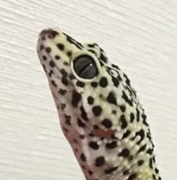 こころみたすペット思い出セレモニーにて葬儀したペットちゃん | わらびちゃん