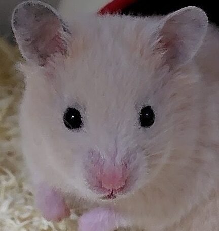 こころみたすペット思い出セレモニーにて葬儀したペットちゃん | ミントくん