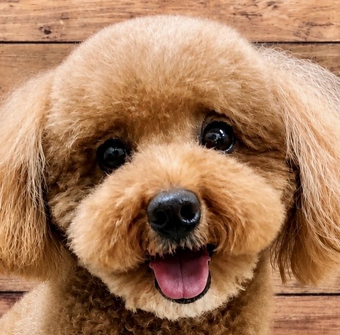 こころみたすペット思い出セレモニーにて葬儀したペットちゃん | きなこちゃん