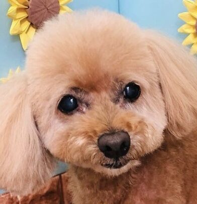 ココアちゃん | こころみたす ペット思い出セレモニー