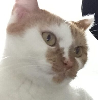 ショットちゃん