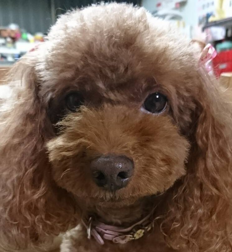 こころみたすペット思い出セレモニーにて葬儀したペットちゃん | びじんちゃん