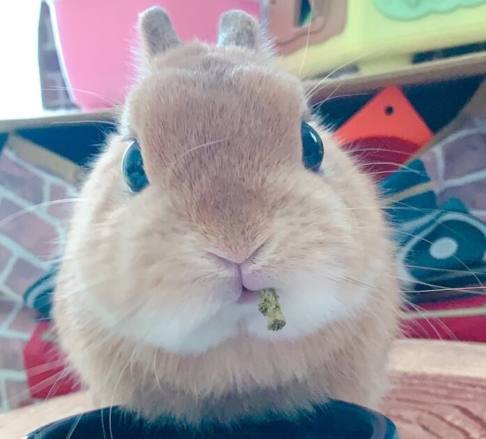 こころみたすペット思い出セレモニーにて葬儀したペットちゃん | 笑門くん