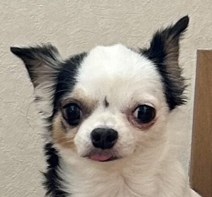 こころみたすペット思い出セレモニーにて葬儀したペットちゃん | ポッキーちゃん