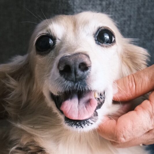 こころみたすペット思い出セレモニーにて葬儀したペットちゃん | きなこちゃん