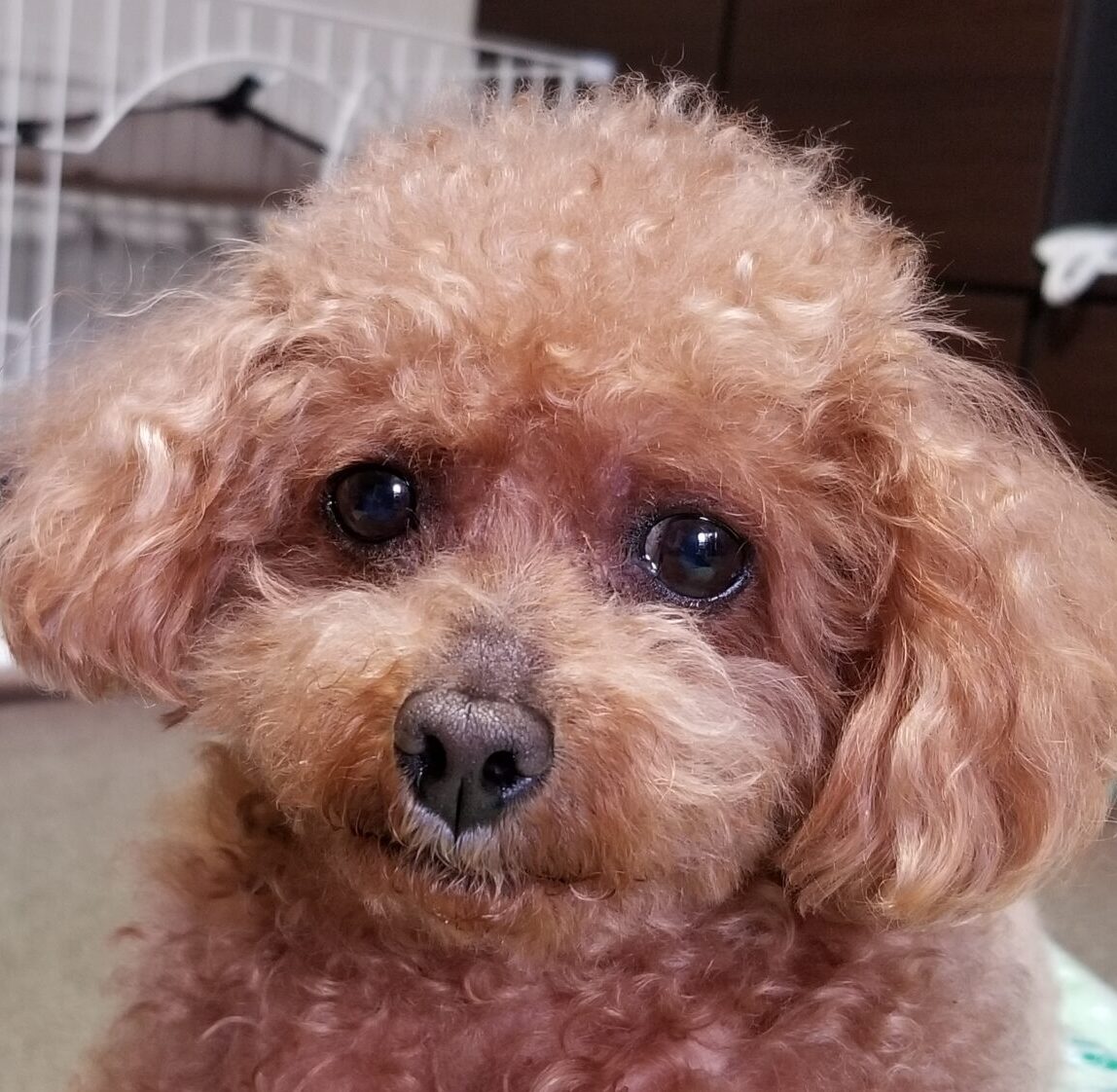 こころみたすペット思い出セレモニーにて葬儀したペットちゃん | ノンくん