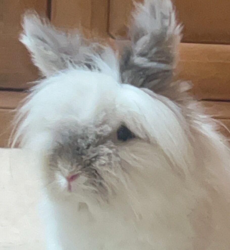 こころみたすペット思い出セレモニーにて葬儀したペットちゃん | おんちゃんくん