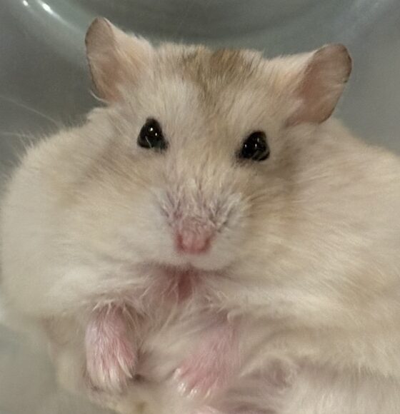 こころみたすペット思い出セレモニーにて葬儀したペットちゃん | そら豆くん