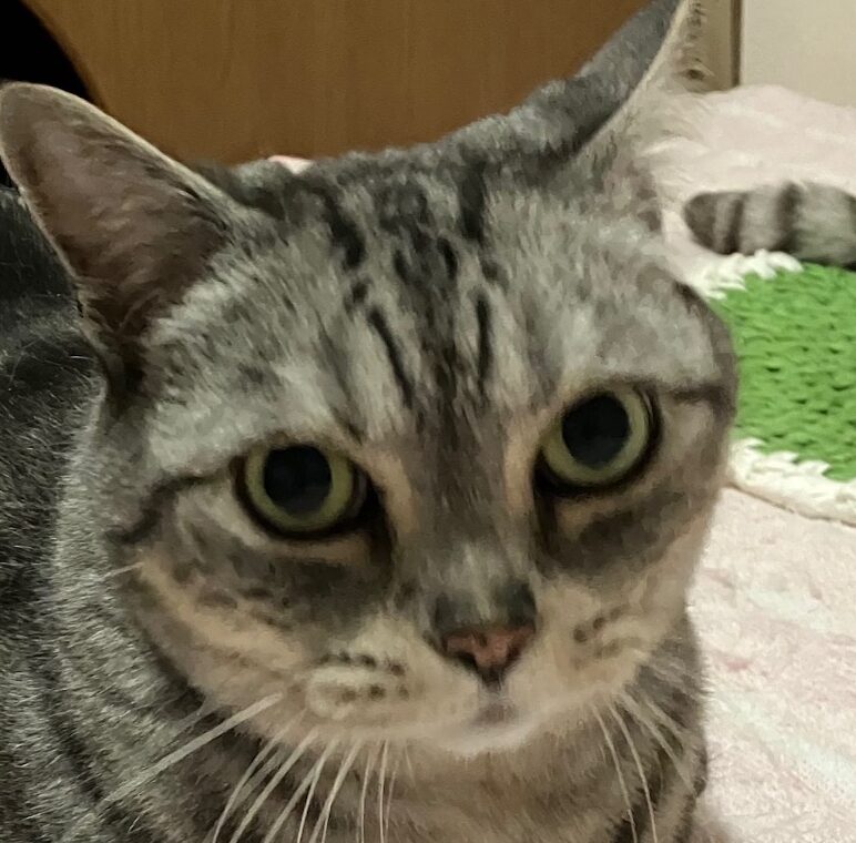 ルビーちゃん | こころみたす ペット思い出セレモニー