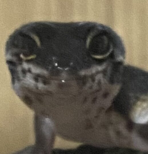 ミラちゃん | こころみたす ペット思い出セレモニー