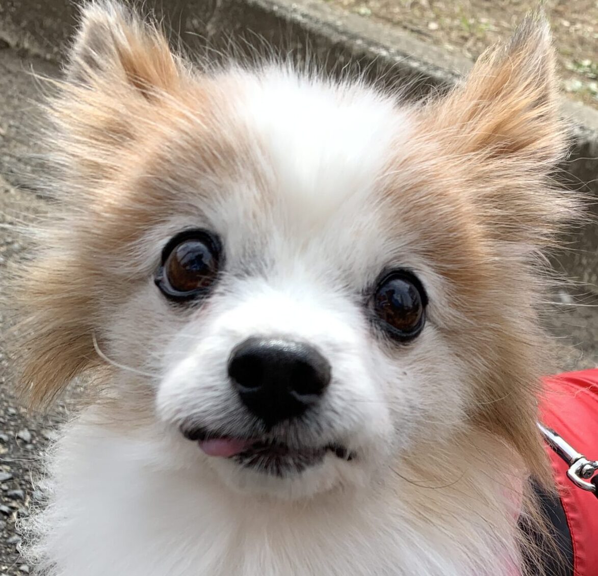 こころみたすペット思い出セレモニーにて葬儀したペットちゃん | ミルクちゃん