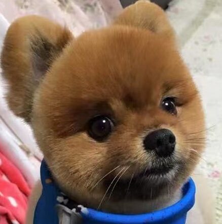 こころみたすペット思い出セレモニーにて葬儀したペットちゃん | Happyくん