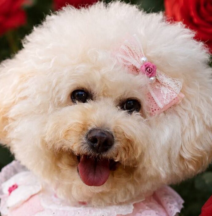 こころみたすペット思い出セレモニーにて葬儀したペットちゃん | るるちゃん