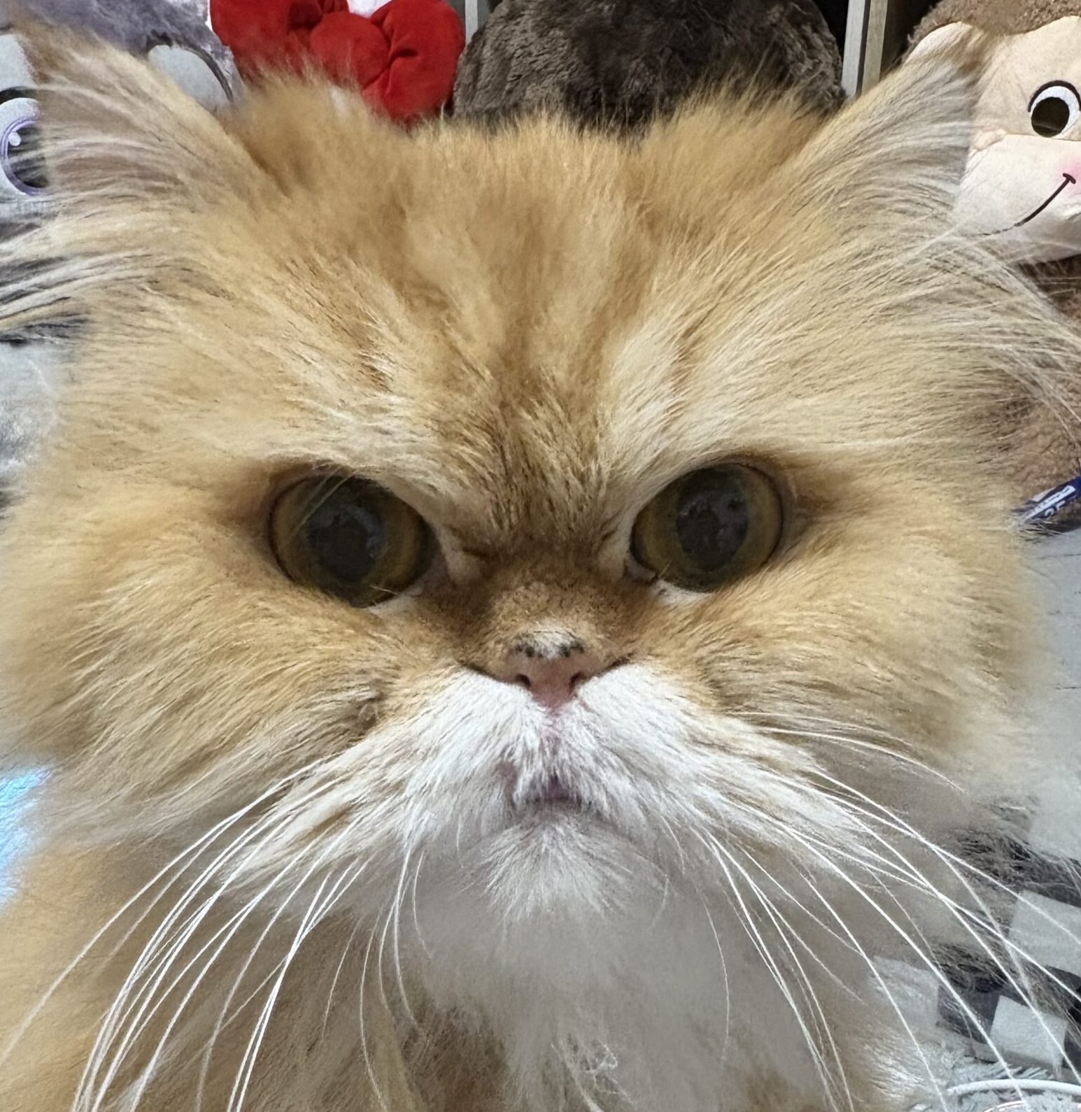 こころみたすペット思い出セレモニーにて葬儀したペットちゃん | ベンくん