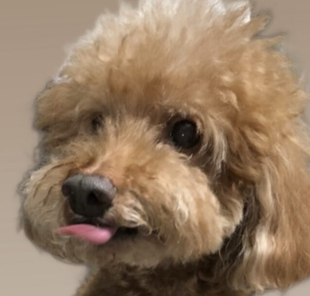 こころみたすペット思い出セレモニーにて葬儀したペットちゃん | 銀時くん