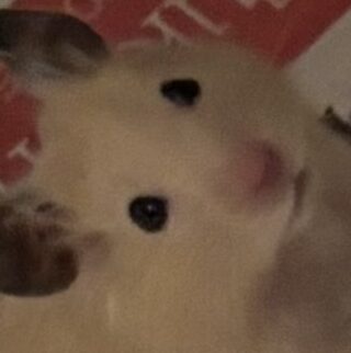 こころみたすペット思い出セレモニーにて葬儀したペットちゃん | ハム太郎くん