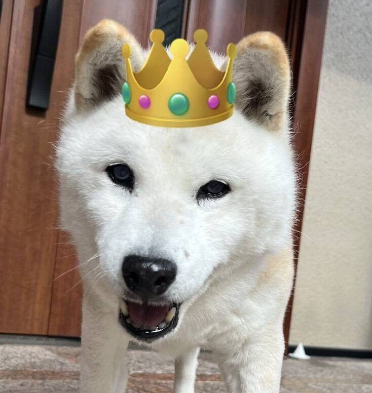 こころみたすペット思い出セレモニーにて葬儀したペットちゃん | 華ちゃん