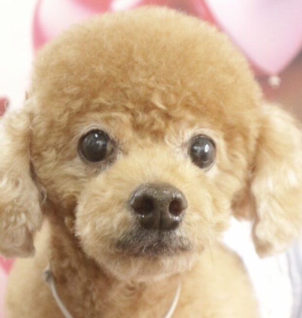 こころみたすペット思い出セレモニーにて葬儀したペットちゃん | 芽琉くん