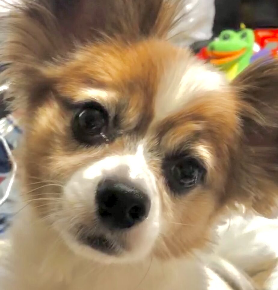 こころみたすペット思い出セレモニーにて葬儀したペットちゃん | ちょびくん
