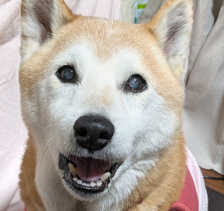 こころみたすペット思い出セレモニーにて葬儀したペットちゃん | 燦ちゃん