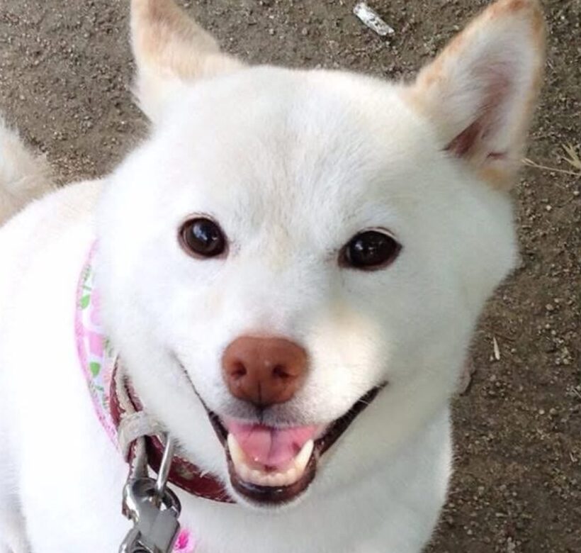こころみたすペット思い出セレモニーにて葬儀したペットちゃん | チロちゃん