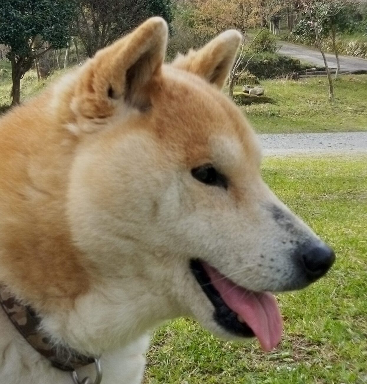 こころみたすペット思い出セレモニーにて葬儀したペットちゃん | タロくん