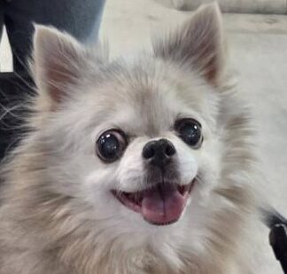 こころみたすペット思い出セレモニーにて葬儀したペットちゃん | ゆずちゃん